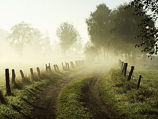 brown wooden fence near green leaf tree