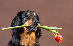 Dog,  Face,  Flower,  Gift