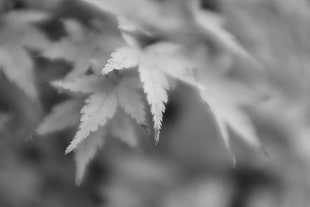 grayscale photography of cannabis leaf HD wallpaper