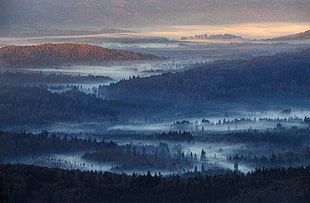 forest painting, nature, landscape, mist, forest