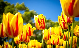 yellow and red Tulip flowers HD wallpaper