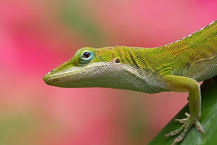 close up focus photo of a green lizard HD wallpaper