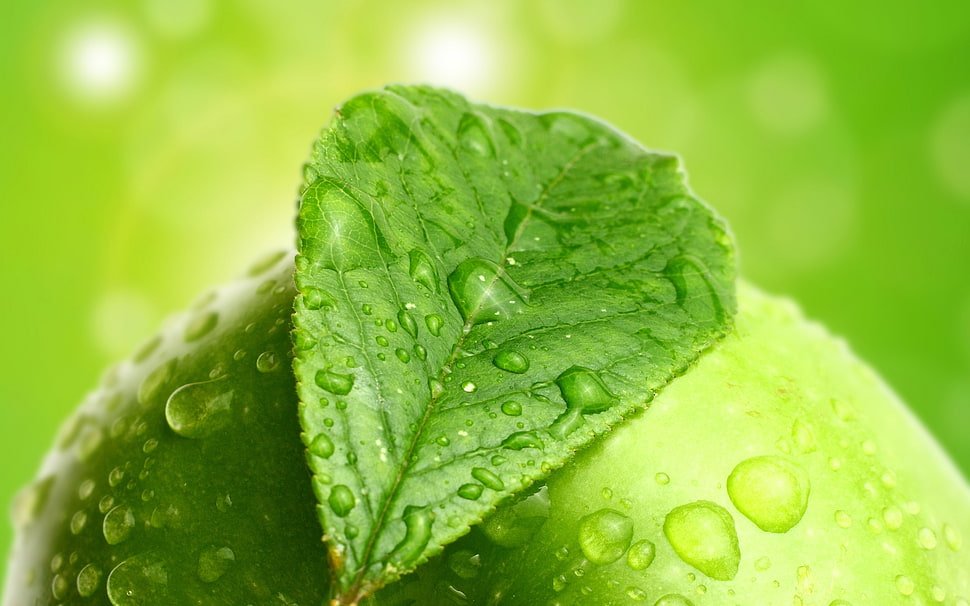 shallow focus photography of green leaves with water droplets HD wallpaper