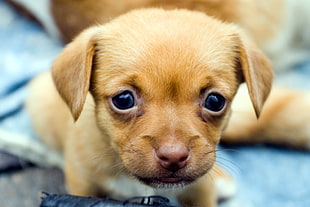 brown smooth Chihuahua puppy close-up photo during daytime HD wallpaper