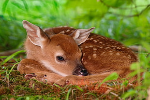 brown deer, deer, nature, animals, fawns HD wallpaper