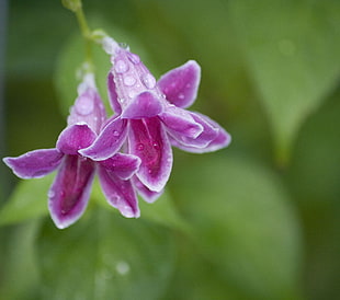 closeup photo of purple petaled flowers