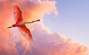 pink and white flamigo bird flying at daytime HD wallpaper