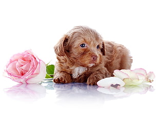brown Poodle beside a rose HD wallpaper
