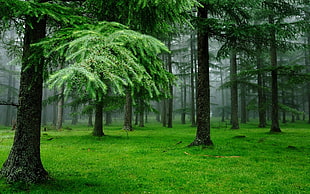 green leaf trees and green grasses rainforest