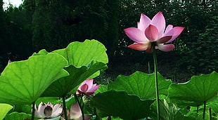 pink flowers and green leaves