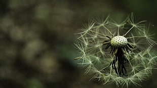 white dandelion flower, nature, flowers, macro, plants