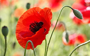 red flowers macro photography