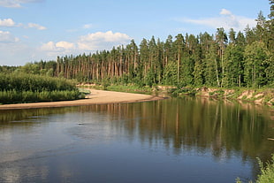 green leaf trees, Shallow Kokshaga, river, trees, forest