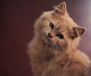 selective focus photography of medium fur orange cat HD wallpaper