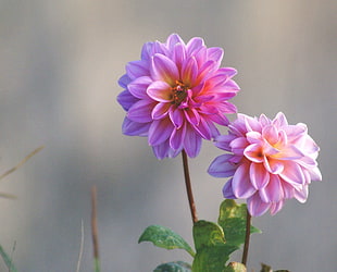 pink and purple Dahlia flowers in bloom at daytime HD wallpaper