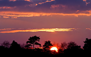 silhouette of tree, landscape, sunset
