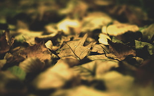 brown and green withered leaves HD wallpaper