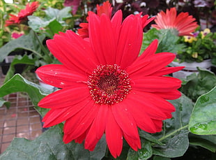 red gerbera daisy flower HD wallpaper