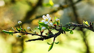 white flowering twig in close up photography HD wallpaper