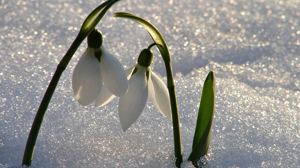 two white wilted flowers on snow covered surface HD wallpaper