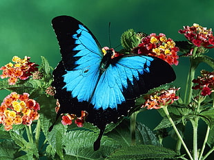 Ulysses Butterfly on flower HD wallpaper