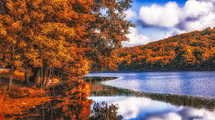 brown trees and blue body of water, nature, forest, river, wood