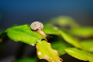 marco photography of brown snail on green leaf plant HD wallpaper