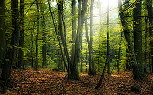 green leafed tree, forest, landscape, dead trees