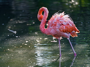 pink and white flamingo on body of water HD wallpaper