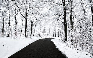 black road path during winter season HD wallpaper