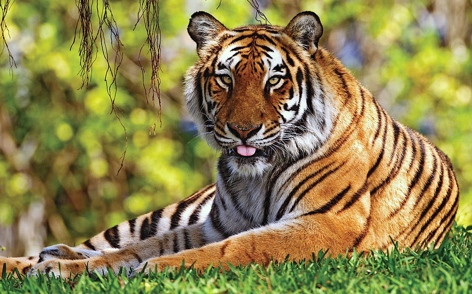 tiger on green grasses HD wallpaper