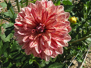 shallow focus photography of pink flower