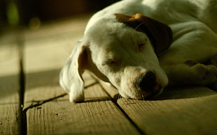 closeup photo of yellow Labrador Retriever puppy sleeping on floor HD wallpaper