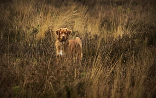 short-coated brown dog, dog, animals, nature, Nova Scotia Duck Tolling Retriever HD wallpaper
