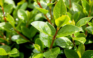 green leafy plant