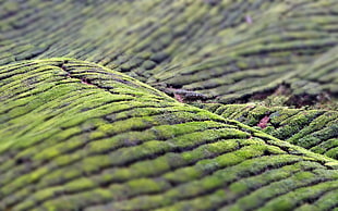 nature, tilt shift, terraced field HD wallpaper