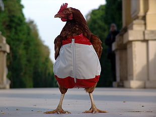 brown chicken wearing red and white zip-up jacket HD wallpaper