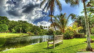 beige wooden bench, palm trees, bench, clouds, sky HD wallpaper