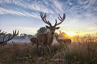brown deer, nature, animals, deer HD wallpaper