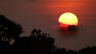 golden hour, sunset, birds, trees, India HD wallpaper