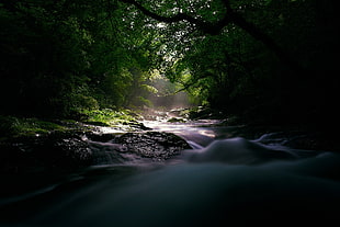 green leaf trees, water, nature, landscape, photography