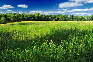 green grass fields during daytime