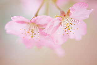 micro photography of pink petaled flowers