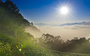 green forest during daytime HD wallpaper