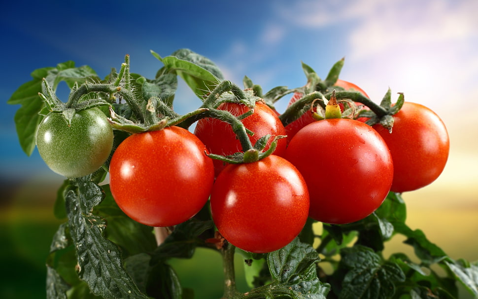 red tomato HD wallpaper