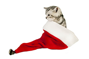 short fur black and white kitten on Santa Claus hat HD wallpaper