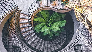 green Boston fern, arch, staircase, plants, bird's eye view HD wallpaper