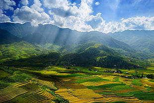 green rice terraces, landscape, nature, terraced field, valley HD wallpaper