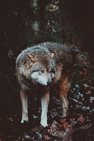 brown and white fur wolf