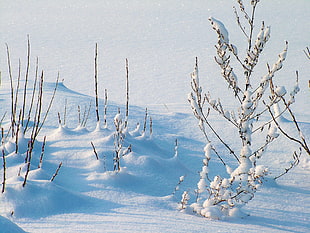 bare plants covered with snow during daytime